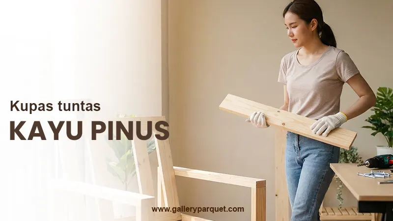 Mengenal kayu pinus