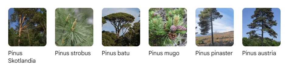 jenis kayu pinus