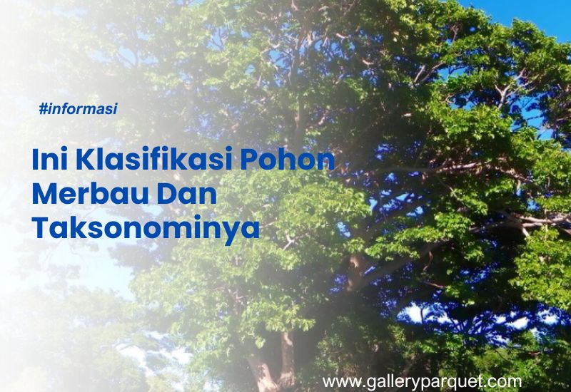 Klasifikasi Pohon Merbau