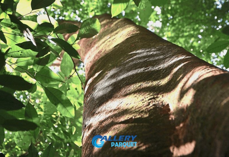 Klasifikasi Pohon Merbau