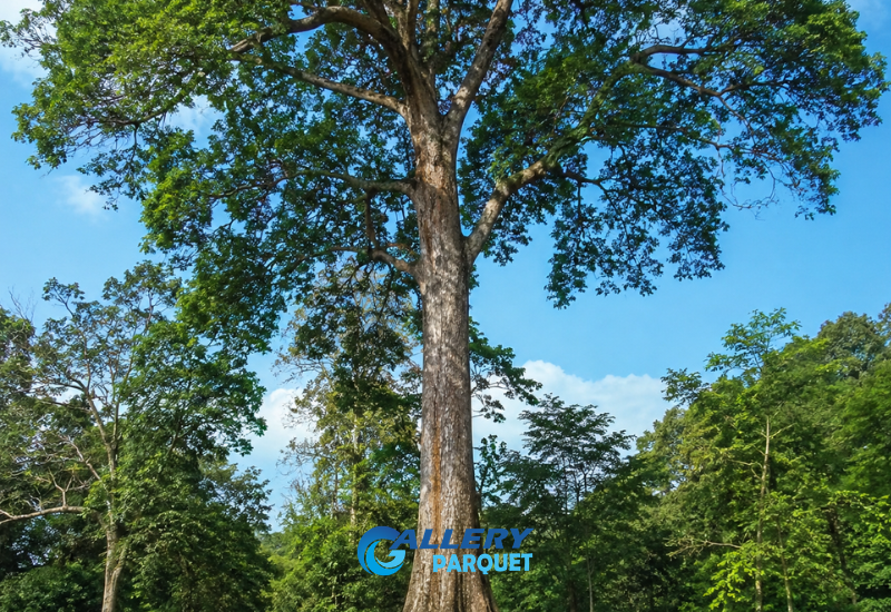 pohon merbau