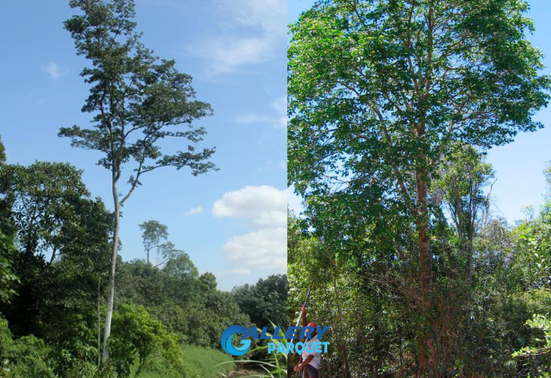 pohon merbau