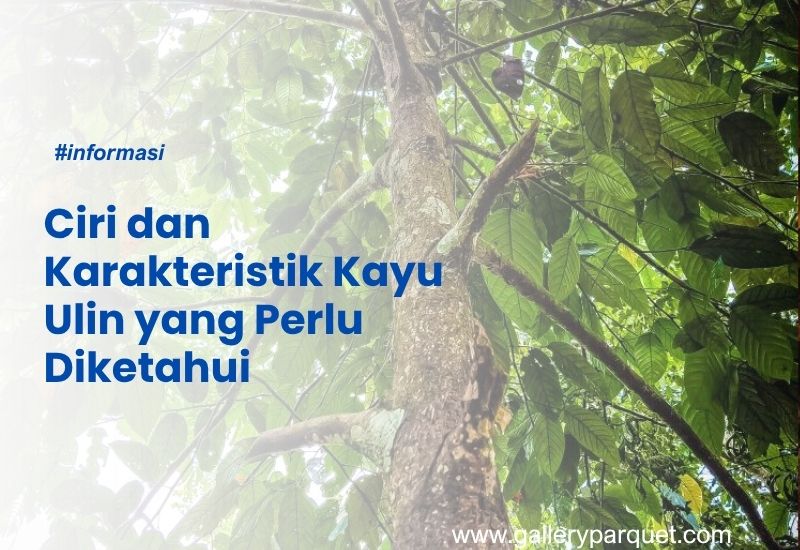 ciri dan karaktersitik kayu ulin